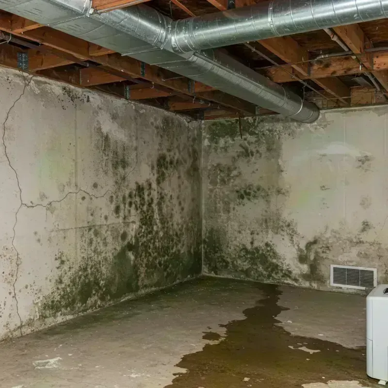 Professional Mold Removal in Stroudsburg, PA